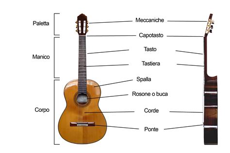 Schema tipi di legno per chitarra elettrica