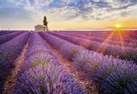 Campo di lavanda in Provenza
