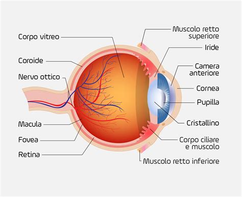 Schema di un occhio umano che guarda attraverso uno specchietto retrovisore