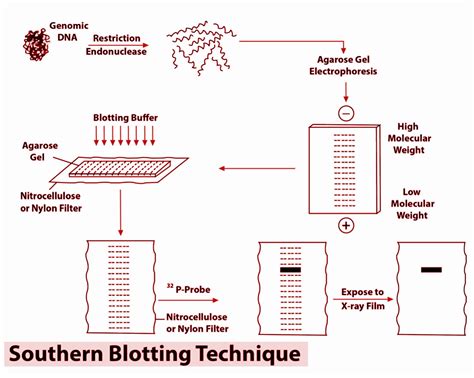 Rappresentazione schematica della tecnica Southern Blotting