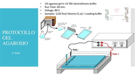 Diagramma dell'elettroforesi su gel di agarosio