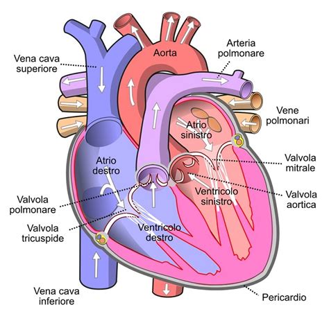 Modello 3D del cuore umano e del sistema circolatorio, evidenziando le arterie coronarie