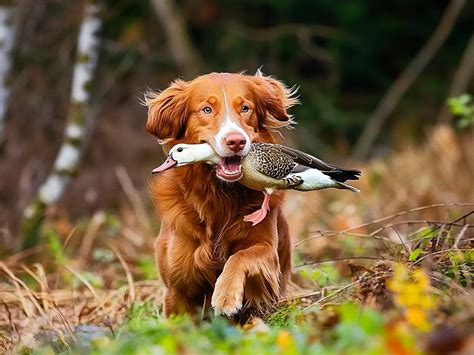 Famiglia che gioca con un Nova Scotia Duck Tolling Retriever