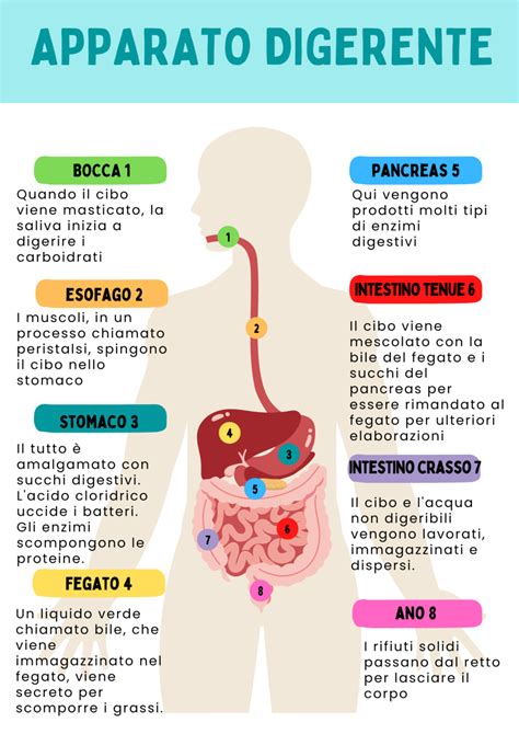 Diagramma: Il ciclo digestivo e i punti critici per il gonfiore