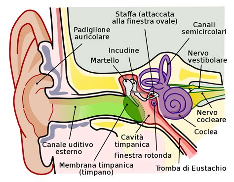 Anatomia dell'orecchio umano