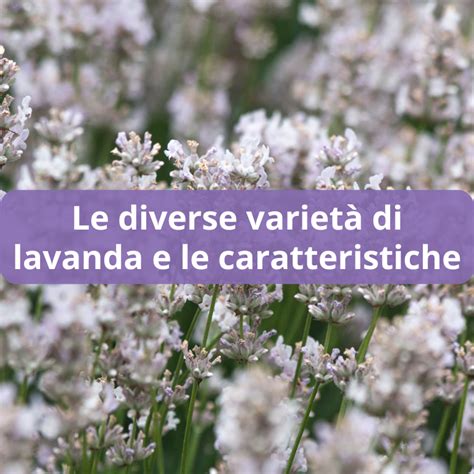 Diverse varietà di lavanda con etichette