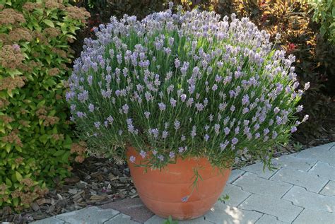 Pianta di lavanda ibrida in un giardino