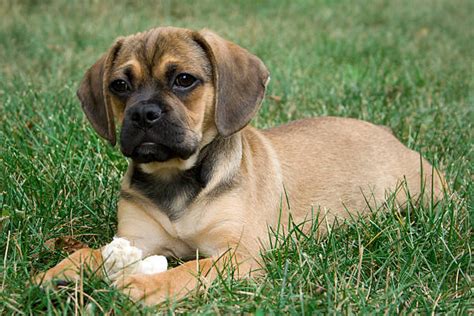 Cucciolo di Puggle