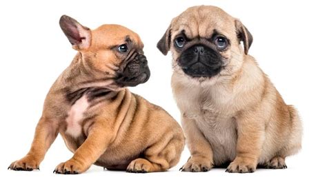 Confronto tra Carlino e Beagle