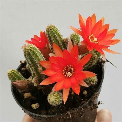 Chamaecereus ibrido in fiore