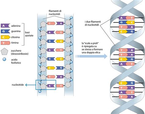 rappresentazione schematica dell'incrocio tra due linee genetiche che genera una progenie con vigore ibrido superiore