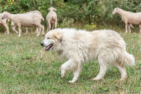 cane pastore dei Pirenei in un paesaggio rurale