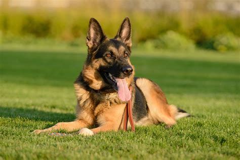 un cane bianco e grande che guarda con tristezza dalla finestra