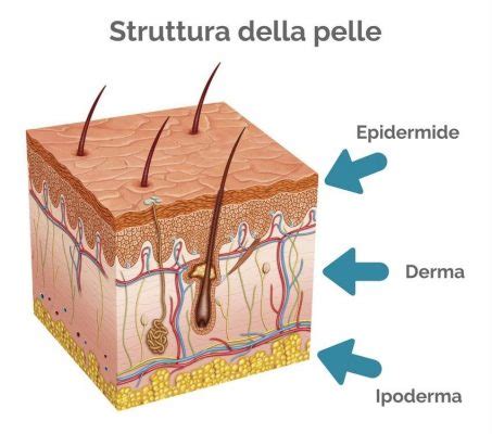 Schema tecnico della struttura microscopica della pelle Nappa