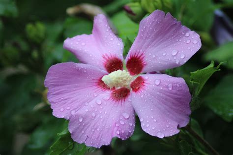Immagine ravvicinata di un fiore con petali dai colori vivaci, mostrando la varietà cromatica della corolla.