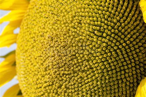 Immagine di un capolino di fiore (es. girasole), mostrando la sua struttura complessa.