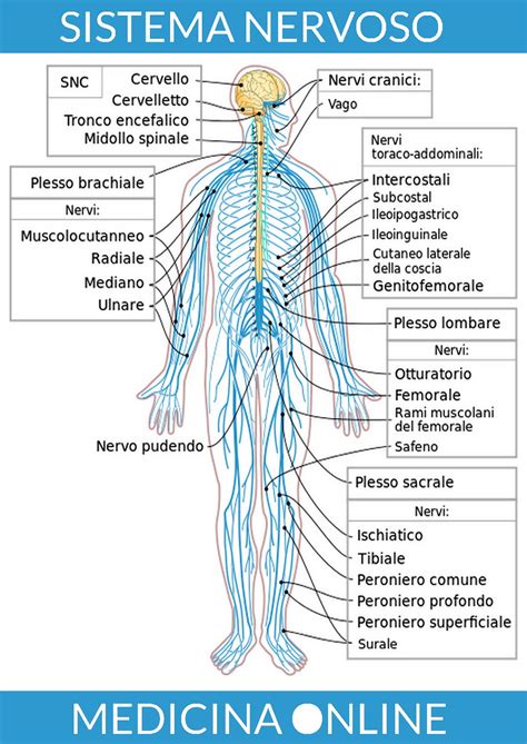 Diagramma che illustra il sistema nervoso umano