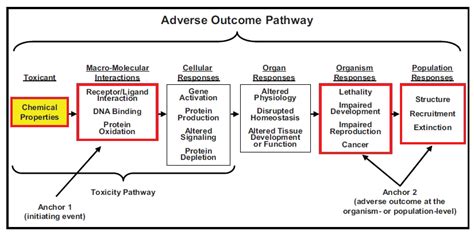 Schema concettuale dell'Adverse Outcome Pathway (AOP)