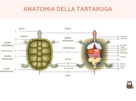 Illustrazione scientifica dello Striped Bass con le sue caratteristiche