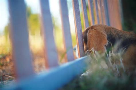 cane che guarda fuori dalla recinzione