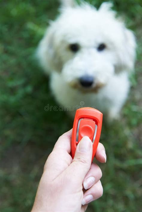 persona che addestra un cane con un clicker