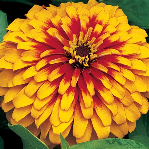 Zinnia elegans 'Swizzle Scarlet&Yellow'