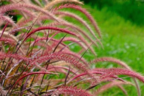 Dettaglio di uno stigma piumoso di una graminacea