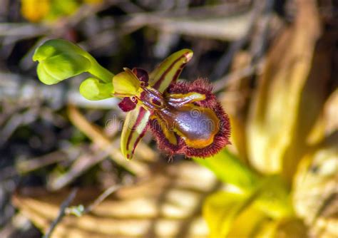 Immagine di un'orchidea Ophrys che imita un insetto