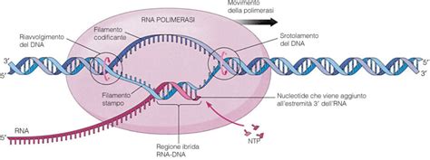 Struttura del fattore di trascrizione Gal4 con domini di legame al DNA e di trans-attivazione