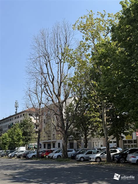 Platani in un viale cittadino