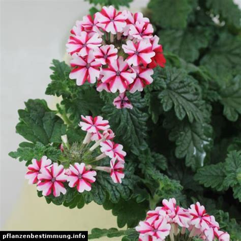 Glandularia hybrida in fiore