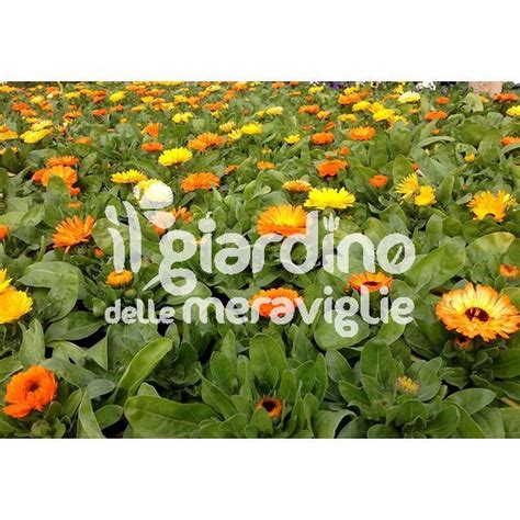 Fiori di calendula di colore giallo e arancione
