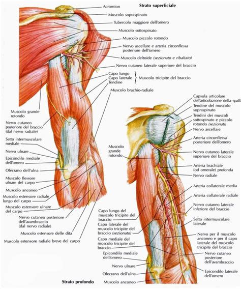 Rappresentazione anatomica del cuore e dei nervi che si irradiano al braccio sinistro