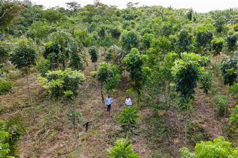 Progetto di riforestazione
