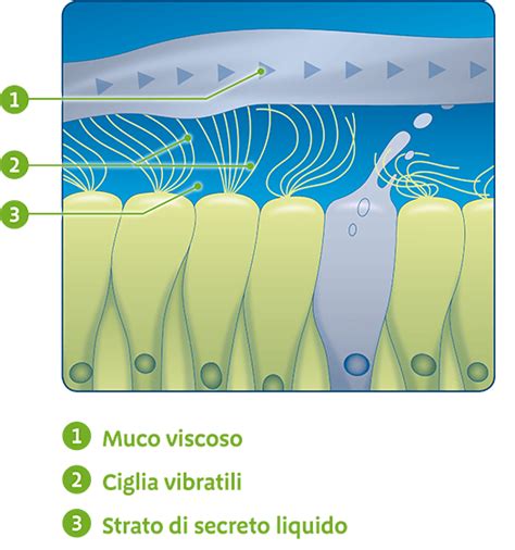 Secrezione di muco nelle vie respiratorie