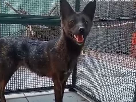 Dogxim, il primo ibrido cane-volpe della Pampa