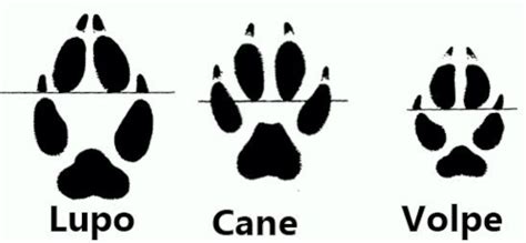 Confronto cromosomico tra cane, volpe della Pampa e Dogxim
