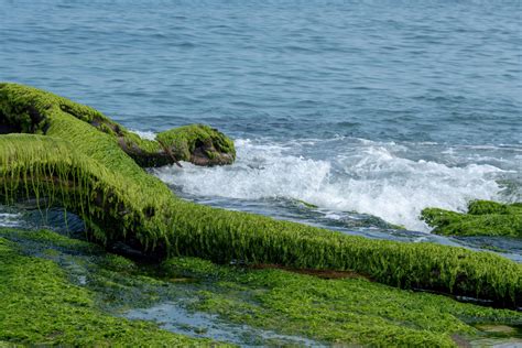 Gestione delle alghe durante la pesca