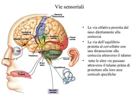 Schema del sistema tattile e dei recettori sensoriali