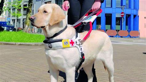 cane guida nell'inconscio con elementi simbolici