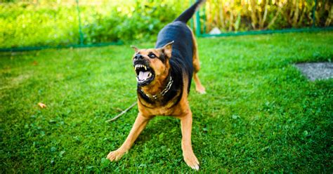 conflitto interiore rappresentato da un cane aggressivo