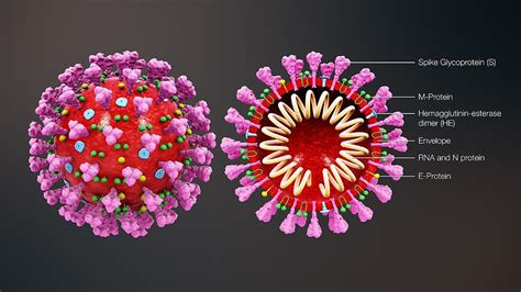 Schema della struttura del coronavirus