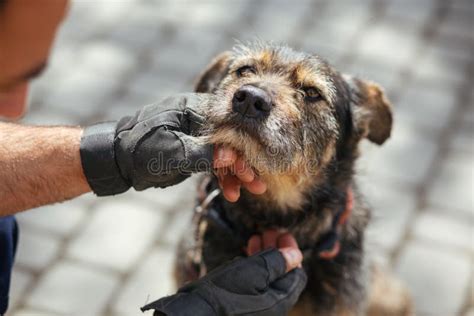 Persona che accarezza un cane con guanti e mascherina