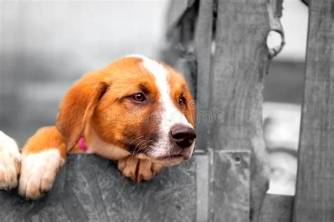 Cucciolo di cane triste dietro delle sbarre