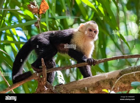 Cebi cappuccini nella giungla della Costa Rica