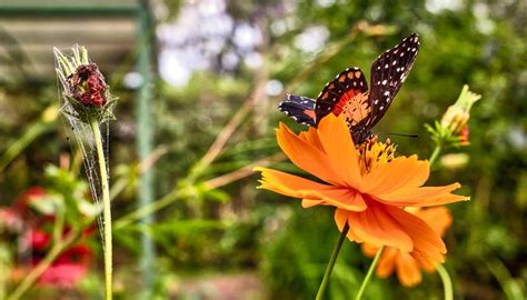 Colibrì nel giardino delle farfalle