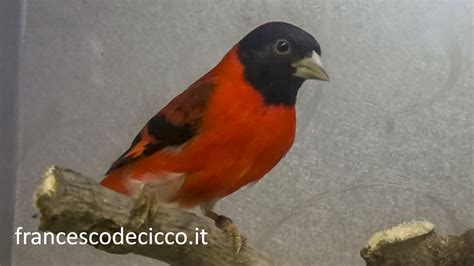 Un maschio di Cardinalino del Venezuela con il suo piumaggio rosso brillante.