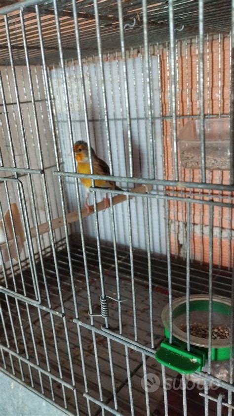 Cardellino ibrido e le sue caratteristiche