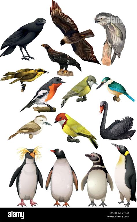 Diversi tipi di ibridi di uccelli