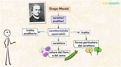 Diagramma della genetica degli ibridi